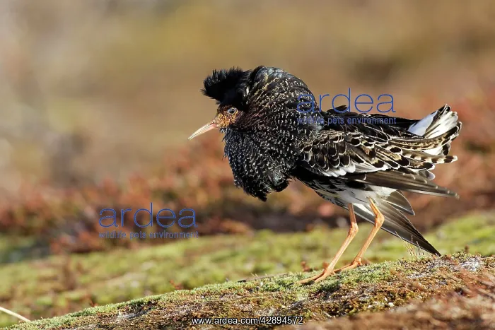 : Ruff - male in mating display : Ruff - male in mating display