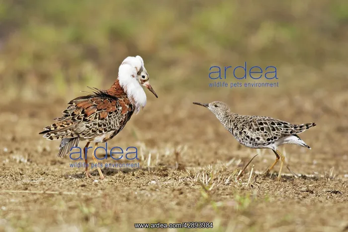 : Ruff - male in mating display with female : Ruff - male in mating display with female