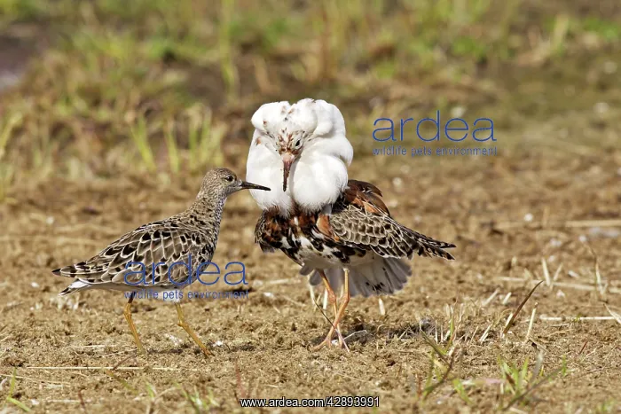 : Ruff - male in mating display with female : Ruff - male in mating display with female