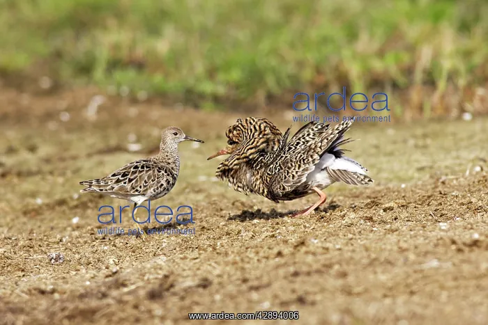 : Ruff - male in mating display with female : Ruff - male in mating display with female