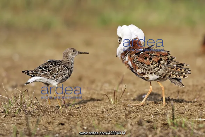 : Ruff - male in mating display with female : Ruff - male in mating display with female