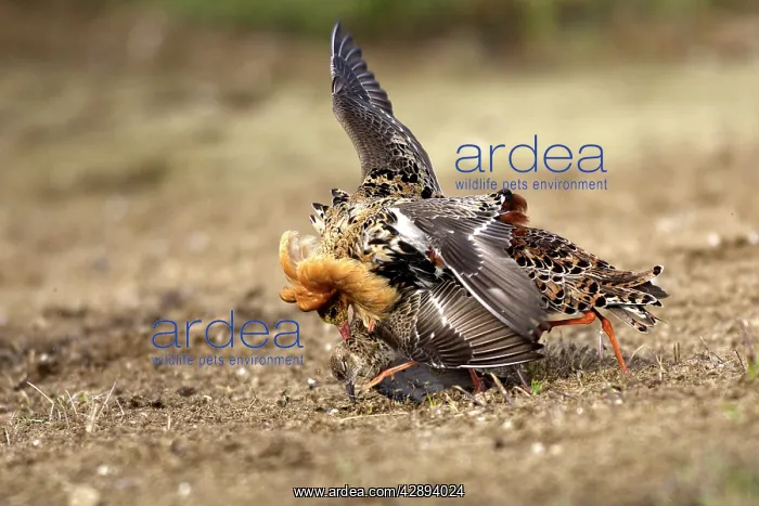 : Ruff - male mating with female : Ruff - male mating with female