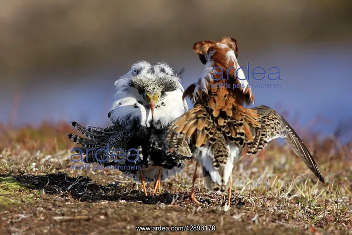 : Ruff - males in breeding plumage in confrontation : Ruff - males in breeding plumage in confrontation