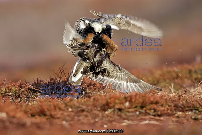 : Ruff - two males in breeding plumage fighting : Ruff - two males in breeding plumage fighting