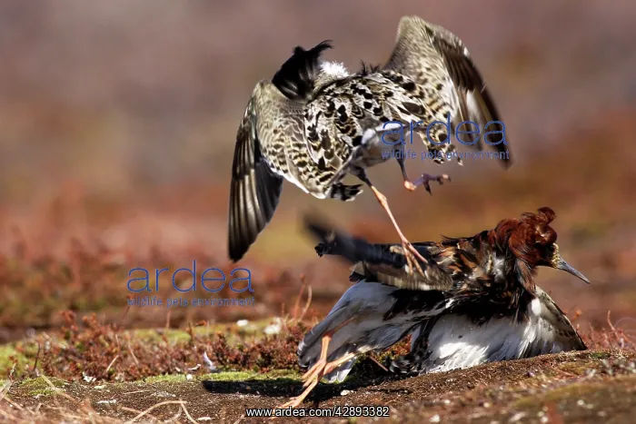 : Ruff - two males in breeding plumage fighting : Ruff - two males in breeding plumage fighting