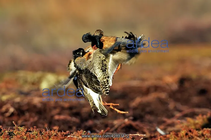 : Ruff - two males in breeding plumage fighting : Ruff - two males in breeding plumage fighting