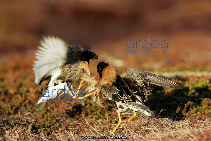 : Ruff - two males in breeding plumage fighting : Ruff - two males in breeding plumage fighting