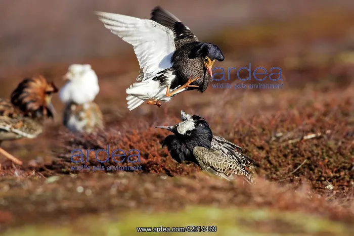 : Ruff - two males in breeding plumage fighting : Ruff - two males in breeding plumage fighting