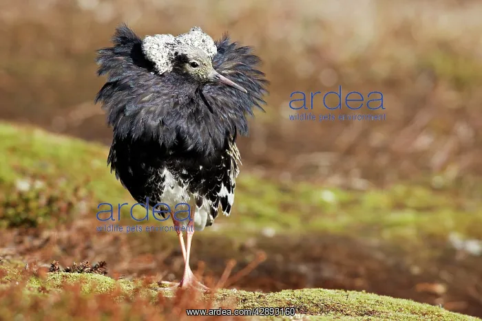 : Ruff - males in breeding plumage in mating display : Ruff - males in breeding plumage in mating display