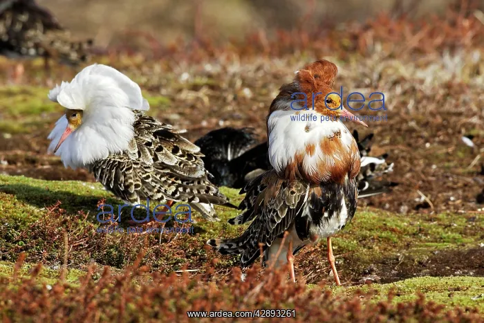 : Ruff - males in breeding plumage in mating display : Ruff - males in breeding plumage in mating display