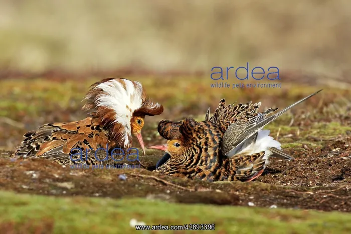 : Ruff - males in breeding plumage in mating display : Ruff - males in breeding plumage in mating display