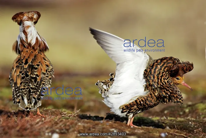 : Ruff - males in breeding plumage in mating display : Ruff - males in breeding plumage in mating display