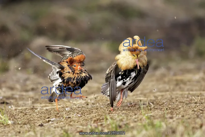: Ruff - males confrontation during mating display : Ruff - males confrontation during mating display