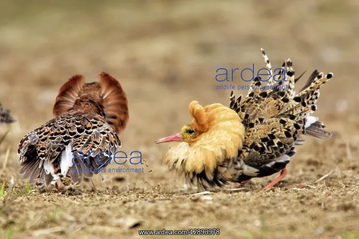 : Ruff - males in mating display : Ruff - males in mating display