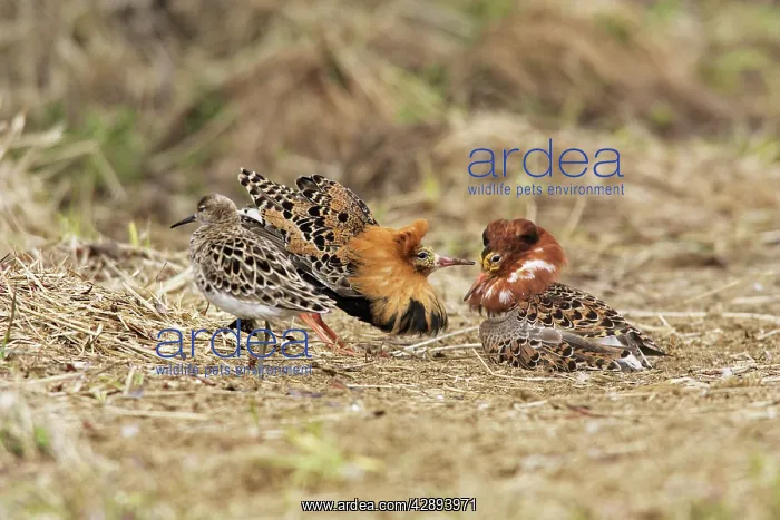 : Ruff - males in mating display with female : Ruff - males in mating display with female