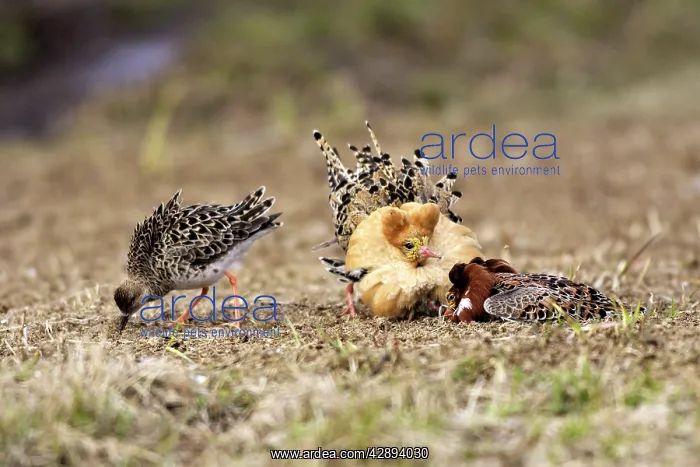  : Ruff - males in mating display with female