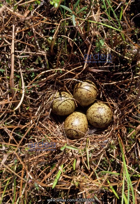 : RUFF - NEST WITH EGGS : RUFF - NEST WITH EGGS