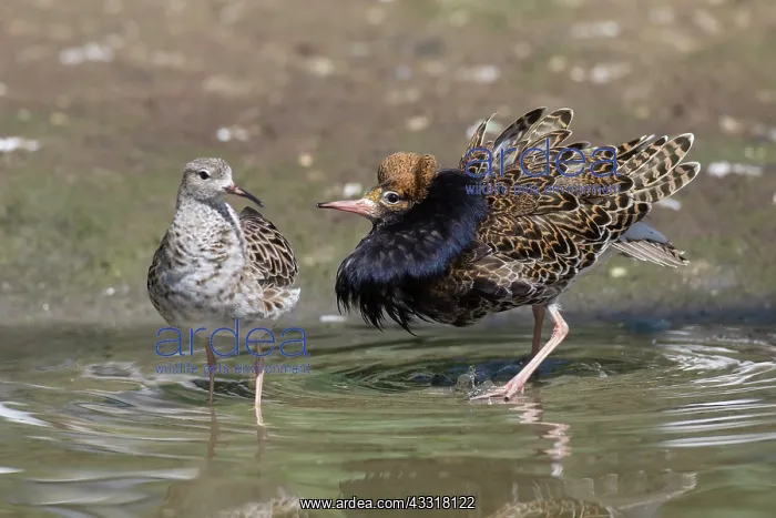 : Ruff - pair courting - Germany : Ruff - pair courting - Germany