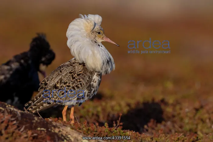 : Ruff (Philomachus pugnax), 2 males, splendid plumage : Ruff (Philomachus pugnax), 2 males, splendid plumage
