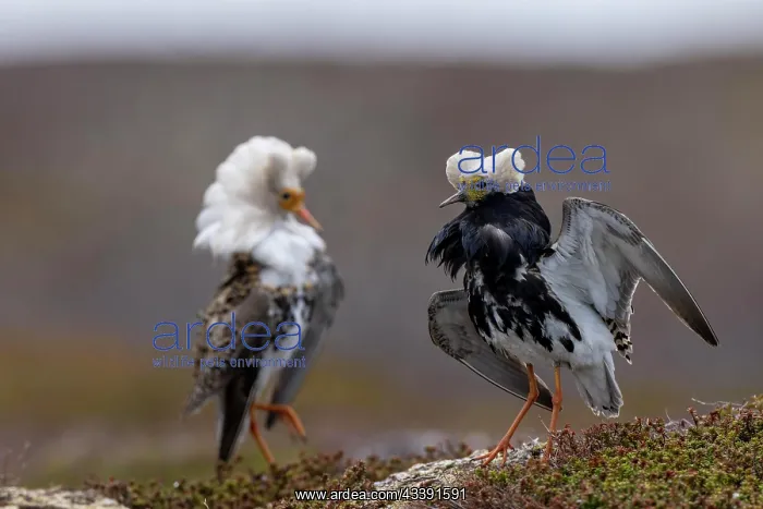: Ruff (Philomachus pugnax), 2 males, splendid plumage : Ruff (Philomachus pugnax), 2 males, splendid plumage