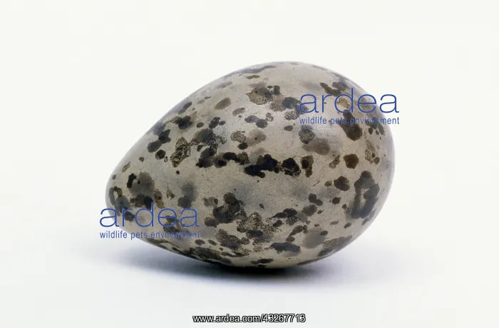 : Ruff (Philomachus pugnax) close up of egg : Ruff (Philomachus pugnax) close up of egg