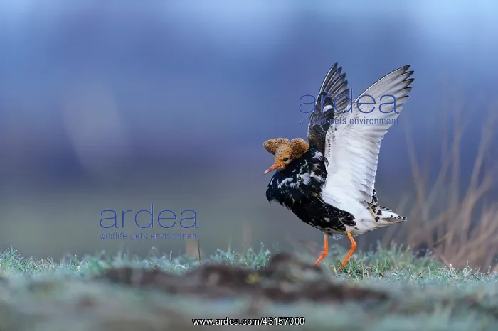 : Ruff (Philomachus pugnax) displaying by jumping in breeding plumage : Ruff (Philomachus pugnax) displaying by jumping in breeding plumage