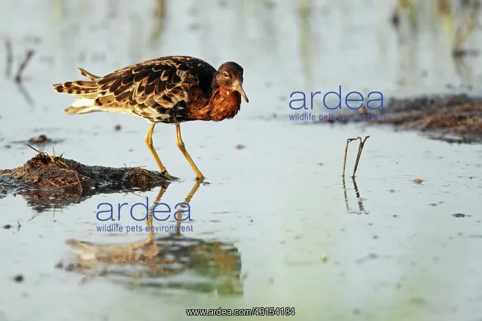 : Ruff (Philomachus pugnax) in eclipse plumage standing in the shallow water of the marsh : Ruff (Philomachus pugnax) in eclipse plumage standing in the shallow water of the marsh