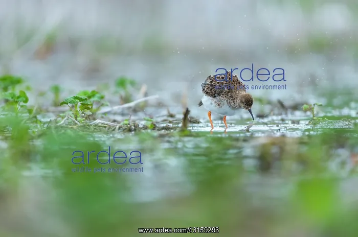 : Ruff (Philomachus pugnax) female : Ruff (Philomachus pugnax) female