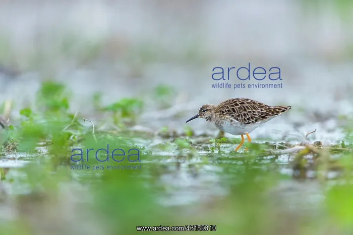 : Ruff (Philomachus pugnax) female : Ruff (Philomachus pugnax) female