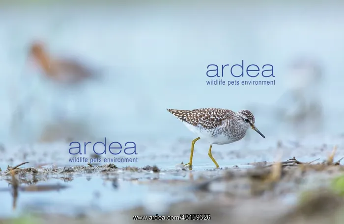 : Ruff (Philomachus pugnax) female : Ruff (Philomachus pugnax) female