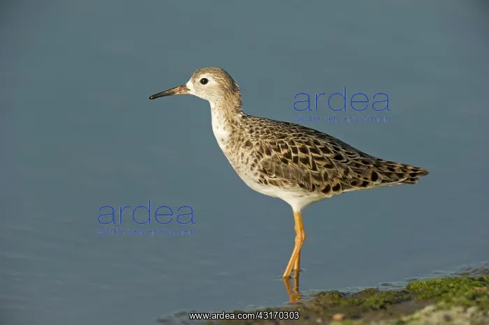 : Ruff (philomachus pugnax) female resting at the site of a small ditch in evening light : Ruff (philomachus pugnax) female resting at the site of a small ditch in evening light