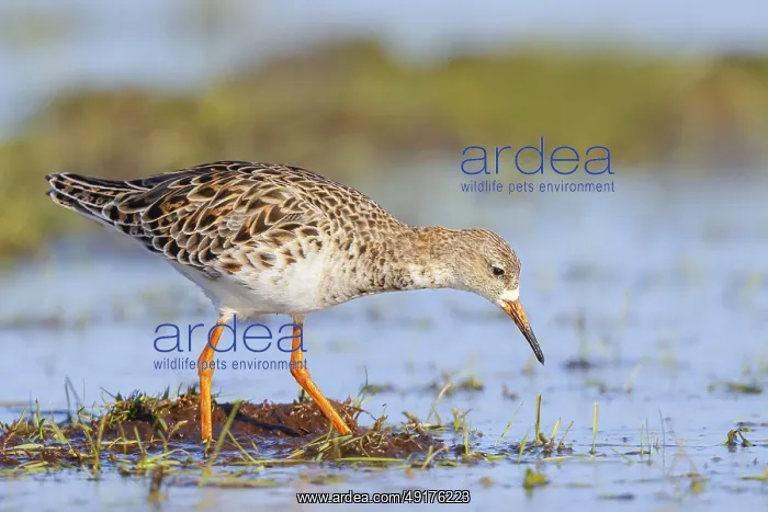 : Ruff, (Philomachus pugnax), female searching for food on a moor : Ruff, (Philomachus pugnax), female searching for food on a moor