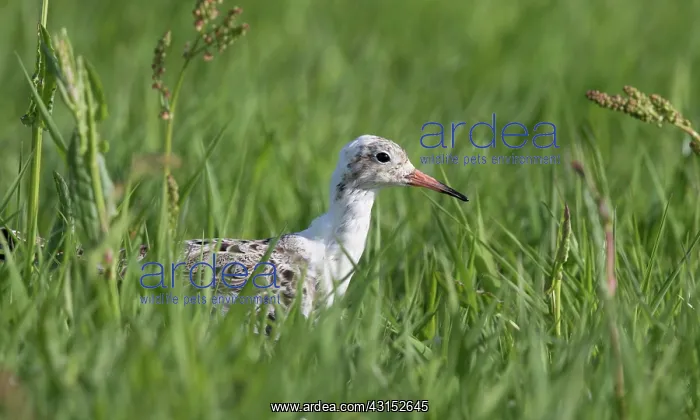 : Ruff (Philomachus pugnax) foraging on meadow, The Netherlands : Ruff (Philomachus pugnax) foraging on meadow, The Netherlands