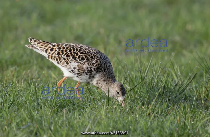 : Ruff (Philomachus pugnax) foraging on meadow, The Netherlands : Ruff (Philomachus pugnax) foraging on meadow, The Netherlands