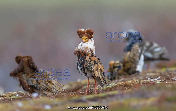 : Ruff. ruff (Philomachus pugnax) lekking : Ruff. ruff (Philomachus pugnax) lekking