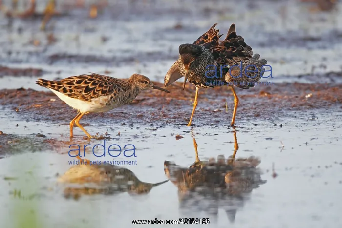 : Ruff (Philomachus pugnax) male and female : Ruff (Philomachus pugnax) male and female