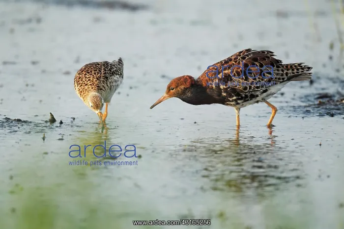 : Ruff (Philomachus pugnax) male and female : Ruff (Philomachus pugnax) male and female