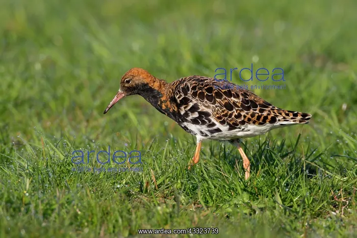 : Ruff (Philomachus pugnax) male foraging in meadow : Ruff (Philomachus pugnax) male foraging in meadow
