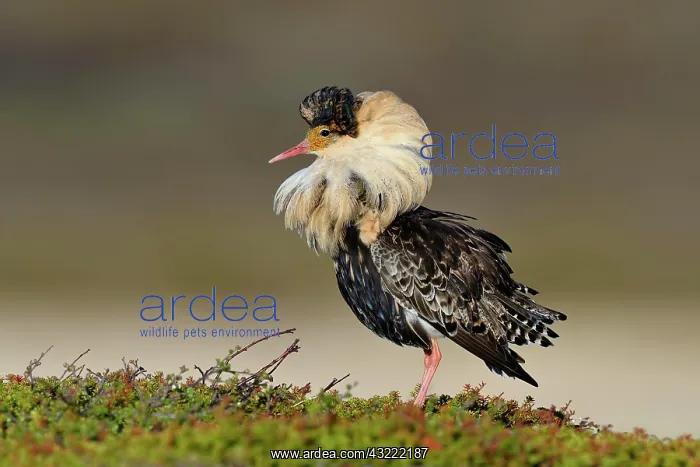 : Ruff (Philomachus pugnax), male in nuptial plumage : Ruff (Philomachus pugnax), male in nuptial plumage