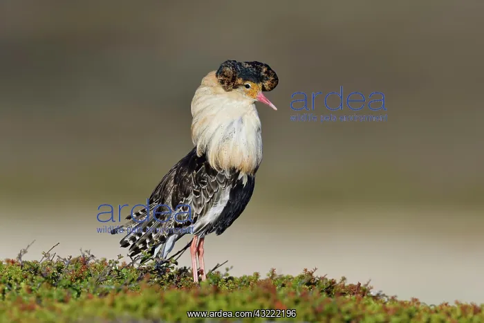 : Ruff (Philomachus pugnax), male in nuptial plumage : Ruff (Philomachus pugnax), male in nuptial plumage