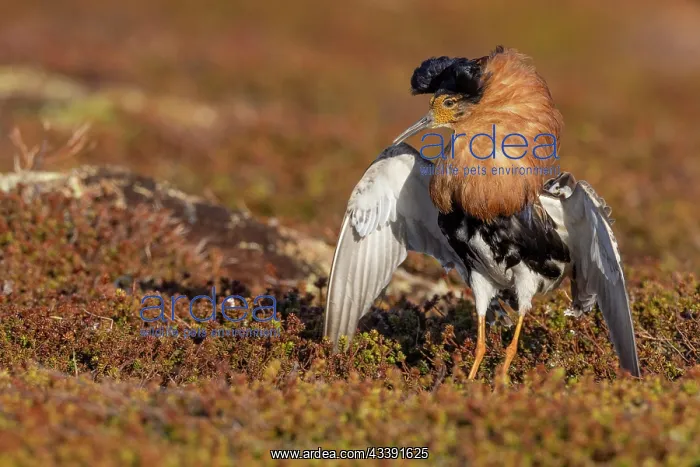 : Ruff (Philomachus pugnax), male, splendid plumage : Ruff (Philomachus pugnax), male, splendid plumage