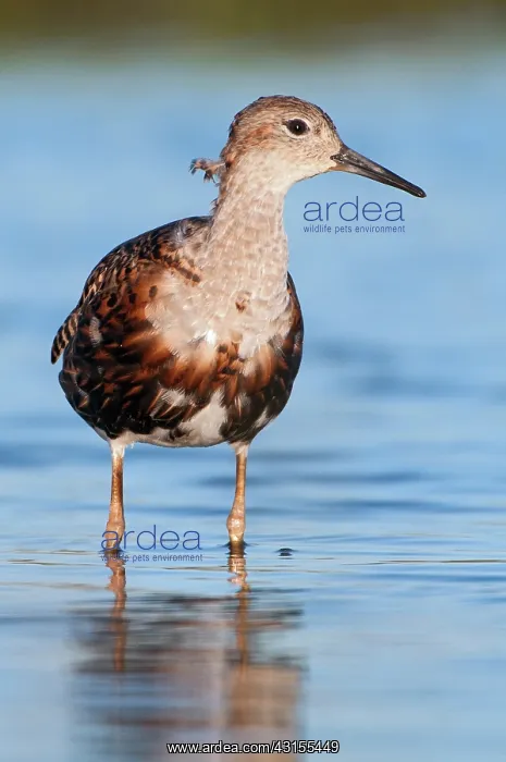 : Ruff (Philomachus pugnax) male in winter plumage : Ruff (Philomachus pugnax) male in winter plumage