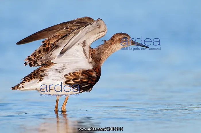 : Ruff (Philomachus pugnax) male in winter plumage : Ruff (Philomachus pugnax) male in winter plumage