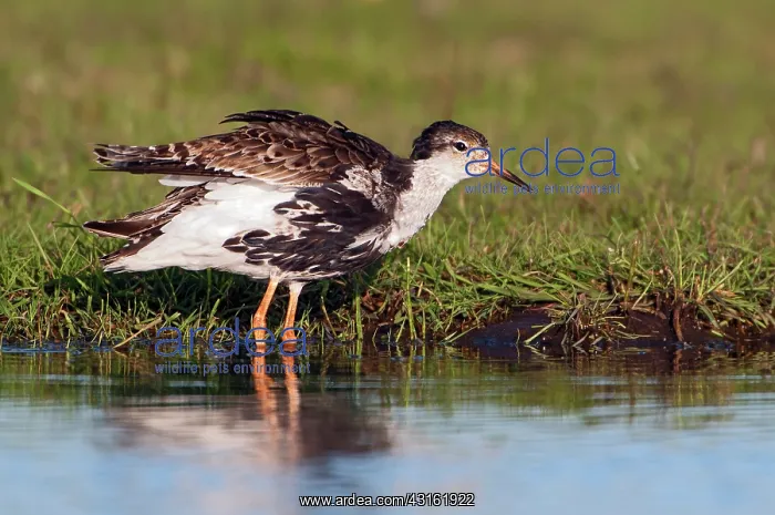  : Ruff (Philomachus pugnax) male in winter plumage