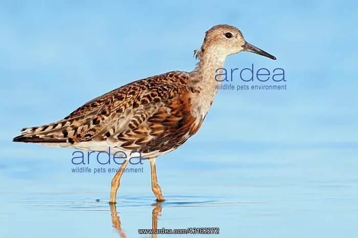 : Ruff (Philomachus pugnax) male in winter plumage : Ruff (Philomachus pugnax) male in winter plumage