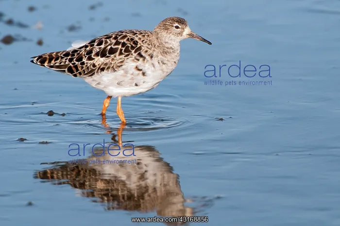 : Ruff (Philomachus pugnax) male in winter plumage : Ruff (Philomachus pugnax) male in winter plumage