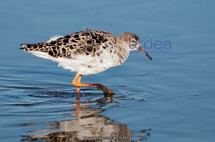 : Ruff (Philomachus pugnax) male in winter plumage : Ruff (Philomachus pugnax) male in winter plumage