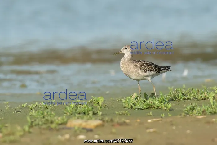 : Ruff (Philomachus pugnax) with mud on it's bill standing in the vegetation : Ruff (Philomachus pugnax) with mud on it's bill standing in the vegetation