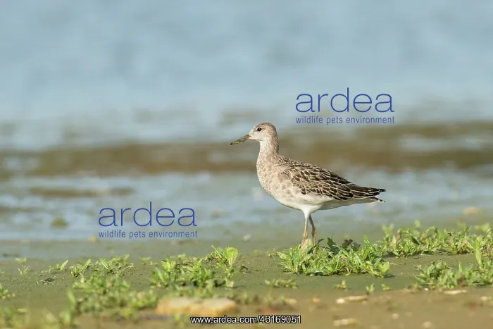 : Ruff (Philomachus pugnax) standing at the waterfront on muddy ground with vegetation : Ruff (Philomachus pugnax) standing at the waterfront on muddy ground with vegetation