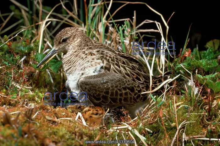  : Ruff  /  Reeve - female at nest with chick